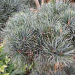 Pinus parviflora 'Negishi': Bild 2/3
