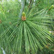 Pinus schwerinii: Bild 3/8