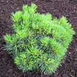 Pinus peuce 'Arnold Dwarf': Bild 3/3