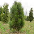 Pinus nigra 'Sinfonia': Bild 2/2