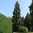 Picea orientalis: Bild 9/10