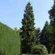 Picea orientalis: Bild 10/11