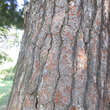 Pinus strobus: Bild 2/3