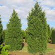 Juniperus chinensis 'Keteleeri': Bild 3/4
