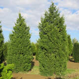Juniperus chinensis 'Keteleeri' - Chinesischer Baumwacholder