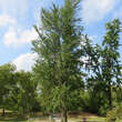 Ginkgo biloba 'Tit': Bild 5/5