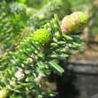 Abies koreana 'Oberon': Bild 2/3