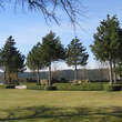 Pinus nigra austriaca: Bild 4/10