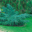 Juniperus virginiana 'Grey Owl': Bild 3/3