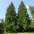 Thuja plicata 'Atrovirens': Bild 6/6