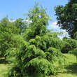 Tsuga canadensis: Bild 3/3
