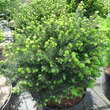 Picea omorika 'Karel': Bild 3/4