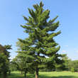 Pinus strobus: Bild 3/3