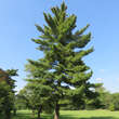 Pinus strobus: Bild 3/3