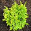 Taxus baccata 'Aureovariegata': Bild 2/3