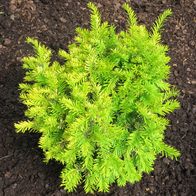 Goldeibe - Taxus baccata 'Aureovariegata'