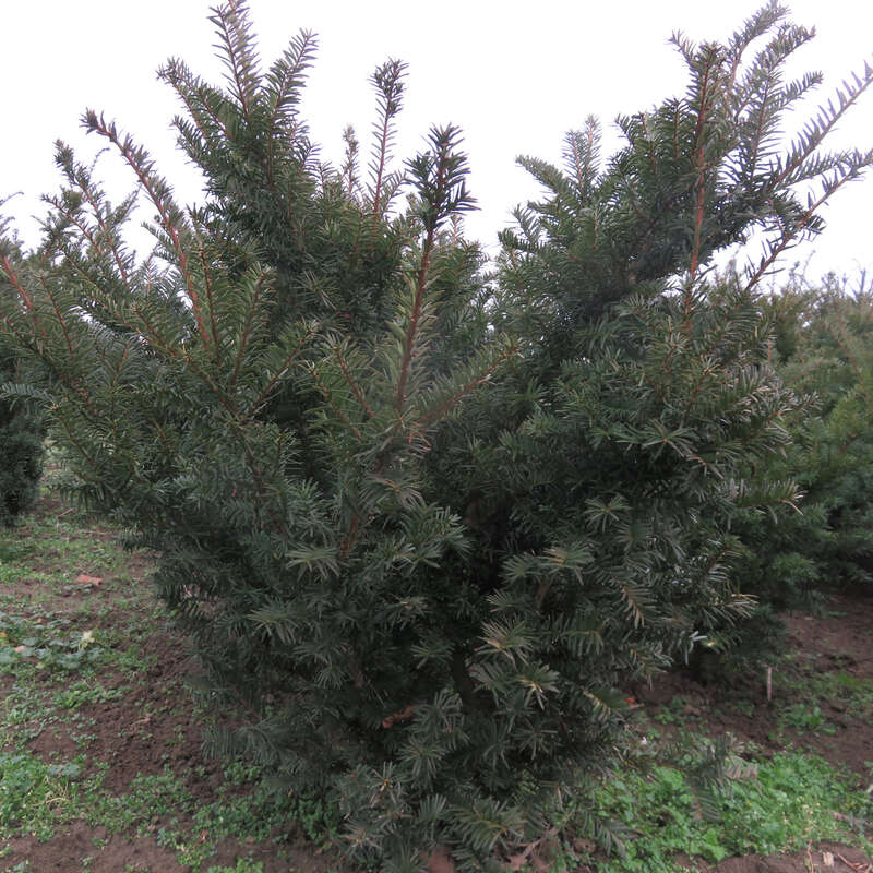 vorgarten thuja Jetzt Lebensbaum Torwchter 'Smaragd' online kaufen bei Bohlken  Pflanzenversand  Bohlken Pflanzenversand GbR