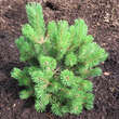 Pinus mugo 'Mumpitz': Bild 2/2