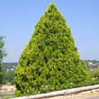 Platycladus orientalis 'Pyramidalis Aurea': Bild 2/3