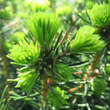 Picea omorika 'Karel': Bild 2/4