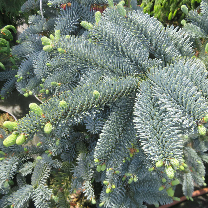 Blaue Edeltanne - Abies procera 'Glauca'