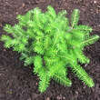 Abies koreana 'Green Carpet': Bild 3/3