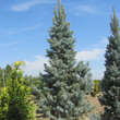 Picea pungens 'Iseli Fastigiate': Bild 1/3