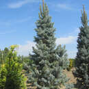 Picea pungens 'Iseli Fastigiate' - Säulen-Silberfichte