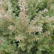 Taxus baccata 'Sieghartskirchen': Bild 2/4