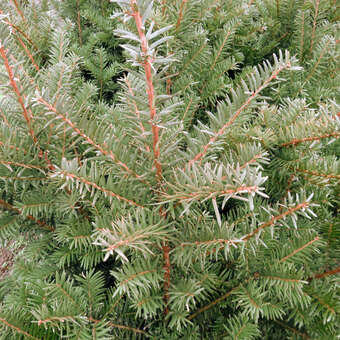 Straucheibe - Taxus baccata 'Sieghartskirchen' - grn