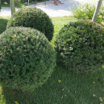 Heimische Eibe - Taxus baccata in Baumschulqualitt aus sterreich kaufen