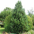 Pinus cembra: Bild 4/5