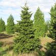 Picea polita: Bild 9/9