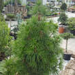 Sciadopitys verticillata: Bild 3/3