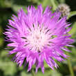 Centaurea hypoleuca 'John Coutts': Bild 2/2