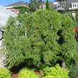 Pinus strobus 'Pendula': Bild 2/2