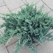 Juniperus horizontalis 'Blue Chip': Bild 4/4