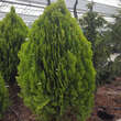 Platycladus orientalis 'Aurea Nana': Bild 2/2