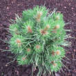Pinus nigra 'Pygmea': Bild 3/3