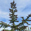 Picea abies 'Frohburg': Bild 3/3