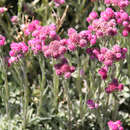 Antennaria dioica 'Rotes Wunder' - Katzenpfötchen