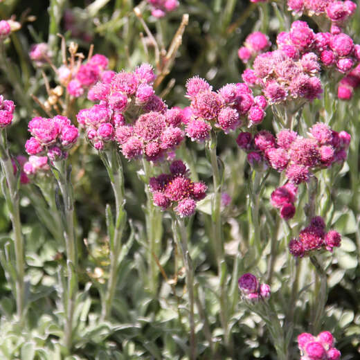 Katzenpfötchen Antennaria dioica weiß