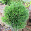 Pinus mugo 'Varella': Bild 2/2
