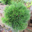 Pinus mugo 'Varella': Bild 2/2