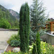 Taxus baccata 'Fastigiata': Bild 3/3