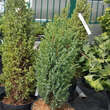 Juniperus communis 'Compressa': Bild 2/2