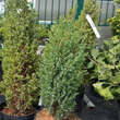 Juniperus communis 'Compressa': Bild 2/2