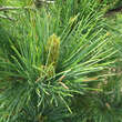 Pinus peuce: Bild 3/4