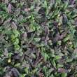 Leptinella squalida 'Platt's Black': Bild 2/2