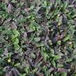 Leptinella squalida 'Platt's Black': Bild 2/2